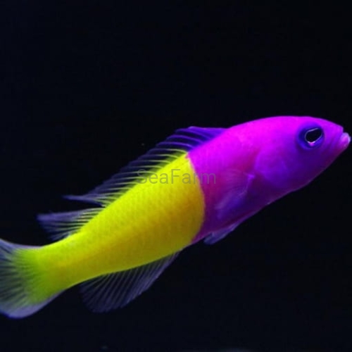 Pictichromis Paccagnellae seafarm ryba.jpg