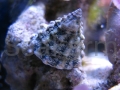 tectus-fenestratus-1.jpg