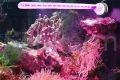 Lampa LED - Tunze 8831.000 ECO Chic Refugium seafarm.jpg