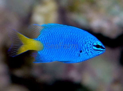 Yellowtail Chrysiptera parasema seafarm.jpg