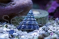 Tectus fenestratus seafarm.jpg