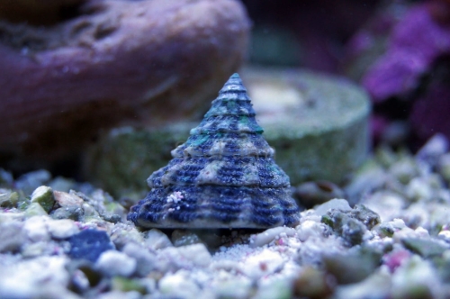 Tectus fenestratus seafarm.jpg
