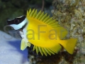 Siganus Vulpinus seafarm foxface.jpg