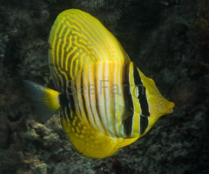 Zebrasoma desjardinii - rozmiar S, odłów ręczny, bez trucizn