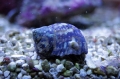 turbo brunneus turbo sp seafarm.jpg