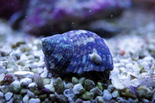turbo brunneus turbo sp seafarm.jpg
