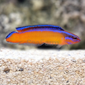 Pseudochromis aldabraensis- hodowla De Jong Marinelife