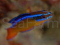 pseudochromis aldabraensis 3.jpg