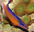 Pseudochromis aldabraensis 4.jpg