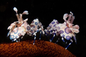 Hymenocera picta 