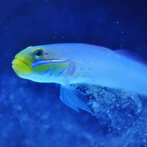 Valenciennea strigata seafarm 1.jpg