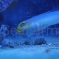 Valenciennea strigata babka seafarm.jpg