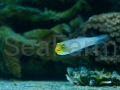 Valenciennea strigata babka duża seafarm.jpg