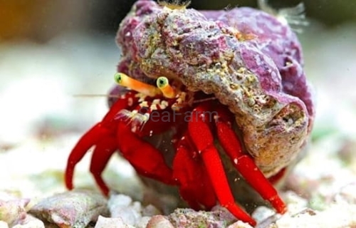 0004332_scarlet-red-hermit-crab-paguristes-cadenati_550.jpeg