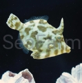 Acreichthys tomentosus seafarm brzydal.jpg