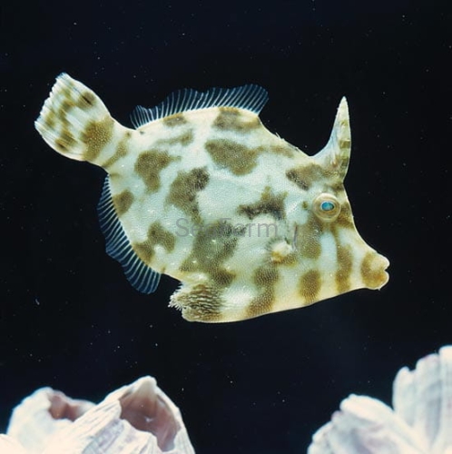 Acreichthys tomentosus seafarm brzydal.jpg