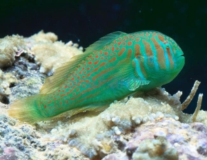 Gobiodon histrio - odłów ręczny, bez trucizn 