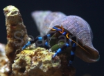Calcinus elegans 