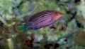 Six_Line_Wrasse_-_Pseudocheilinus_hexataenia.jpg