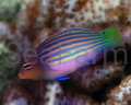 wrasse_sixLine1.jpg