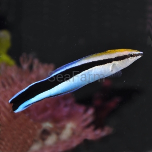 Labroides dimidiatus - odłów ręczny, bez trucizn