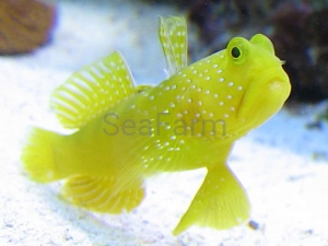 Cryptocentrus cinctus - hodowla De Jong Marinelife
