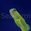 cinctus seafarm.jpg