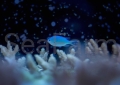 chromis viridis seafarm.jpg