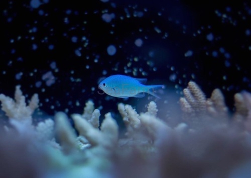 chromis viridis seafarm.jpg