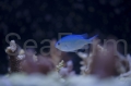 ryba Chromis viridis seafarm 1.jpg