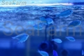 ryba Chromis viridis seafarm.jpg
