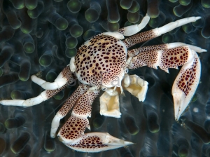 Neopetrolisthes oshimai - odłów ręczny, bez trucizn