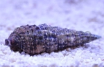 Cerithium caeruleum - eliminator cyano