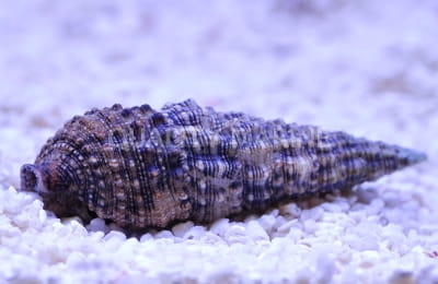 Cerithium sp. ślimak eliminator cyano.jpg