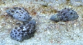 nadelschnecke2_zpseac68e45.jpg