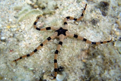 tiger-serpent-starfish-ophiolepis-superba-1.jpg