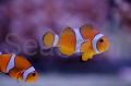amphiprion ocellaris seafarm.jpg