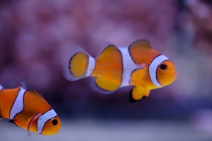 Amphiprion ocellaris rozmiar - hodowla DJM