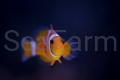 amphiprion ocellaris seafarm 1.jpg