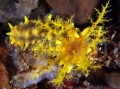 colochirusrobustus1.jpg