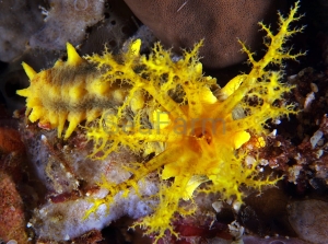 Colochirus robustus 