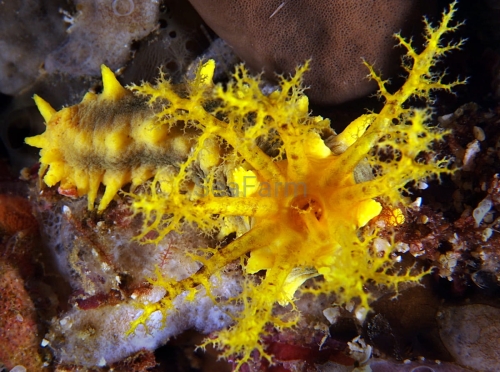 colochirusrobustus1.jpg