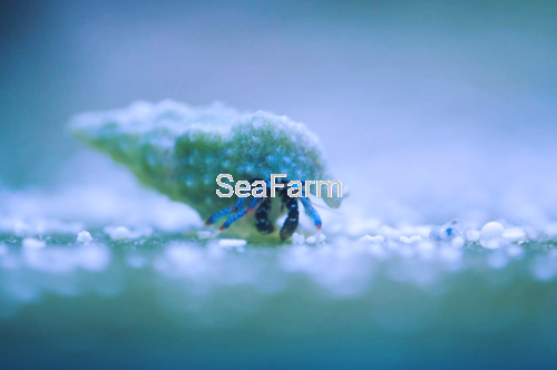 clibanarius sp niebieskonogi krab pustelnik seafarm.png