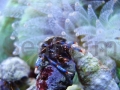 clibanarius sp niebieskonogi krab pustelnik seafarm seafarm.jpg
