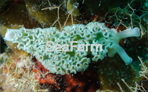 Elysia crispata