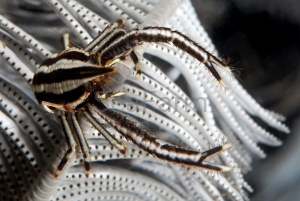 Allogalathea elegans 