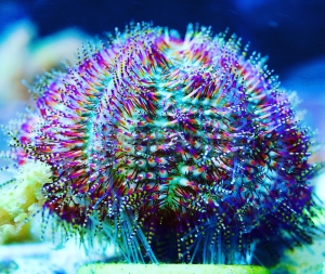 Salmacis bicolor - odłów ręczny, bez trucizn