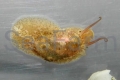 stomatella-varia.jpg