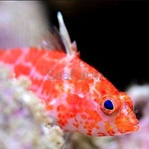 Plectranthias inermis - odłów ręczny, bez trucizn