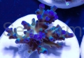 d_blue_acropora_echinata_56.jpg